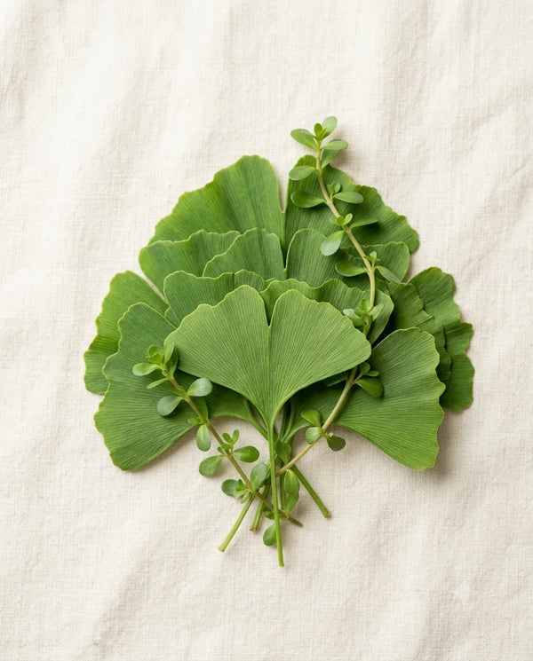 Bacopa Monnieri & Ginkgo Biloba